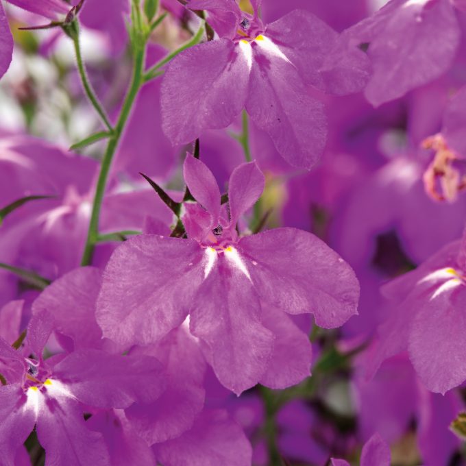 Lobelia Hot+ Electric Purple