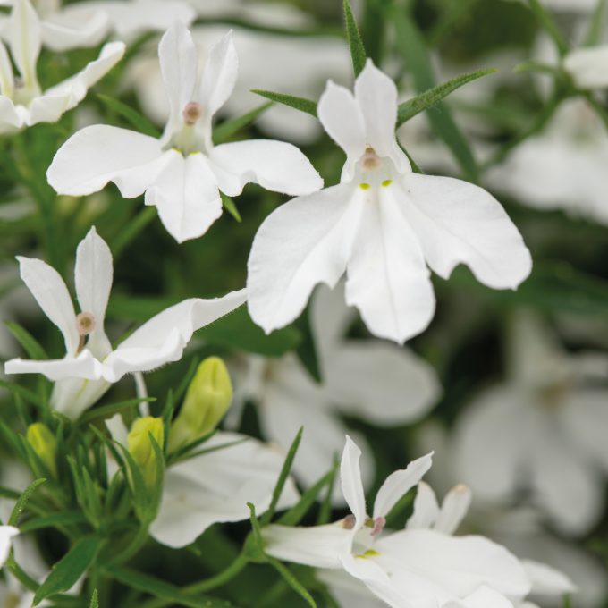 Lobelia Hot+ White