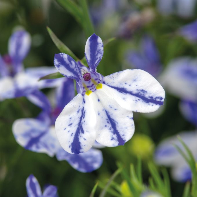 Lobelia Rift Blue