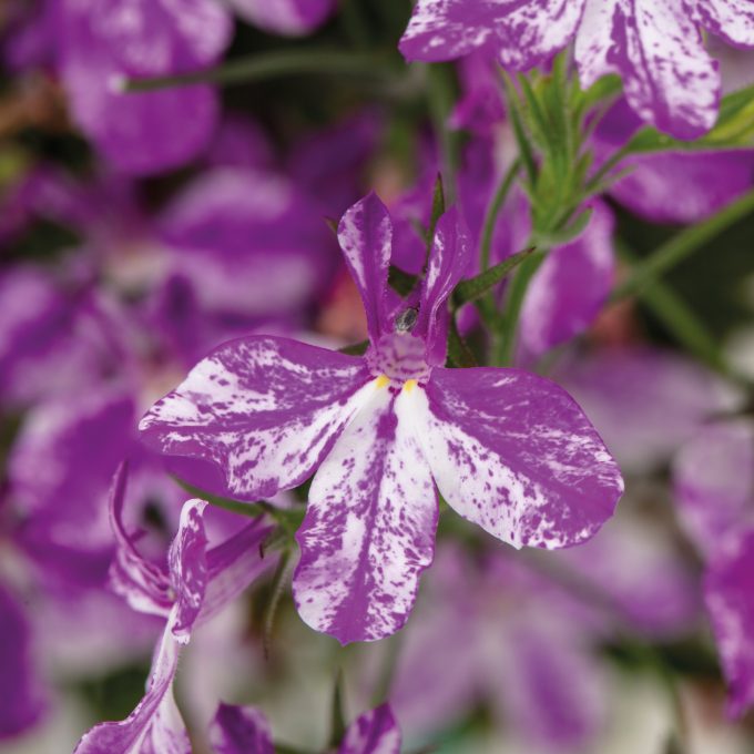 Lobelia Rift Purple