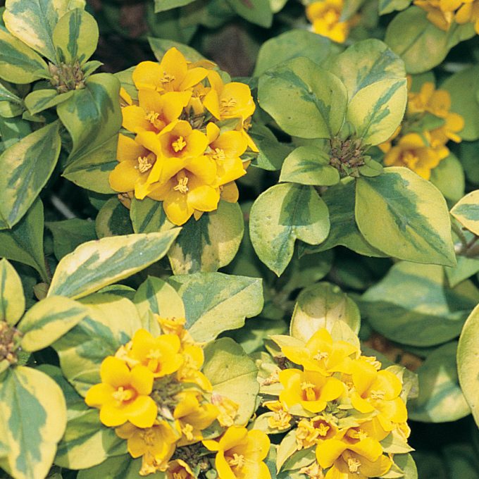 Lysimachia Variegated