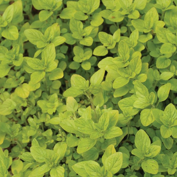 marjoram