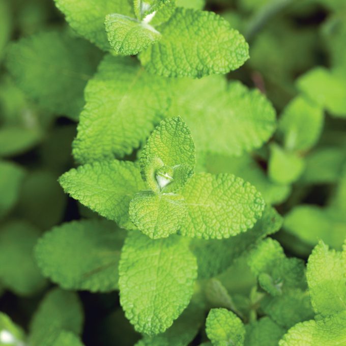 Close-up of mint plant