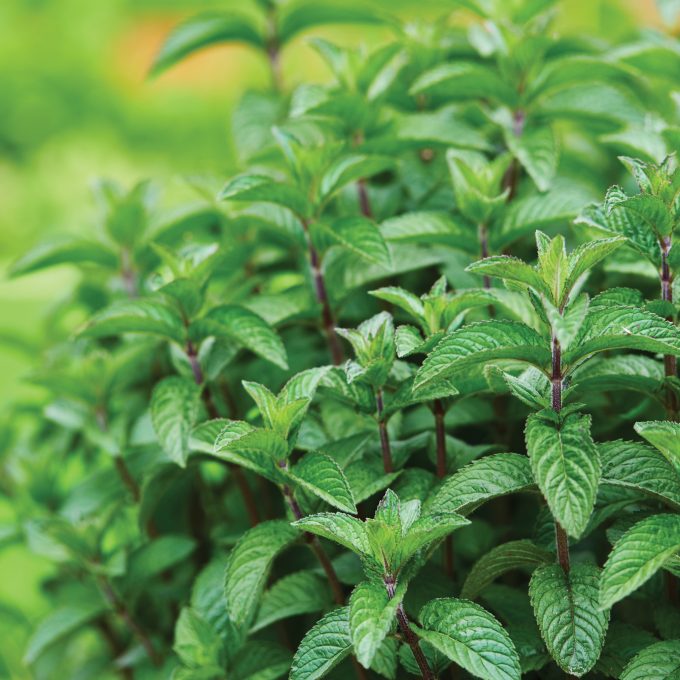 mint leafs in the garden