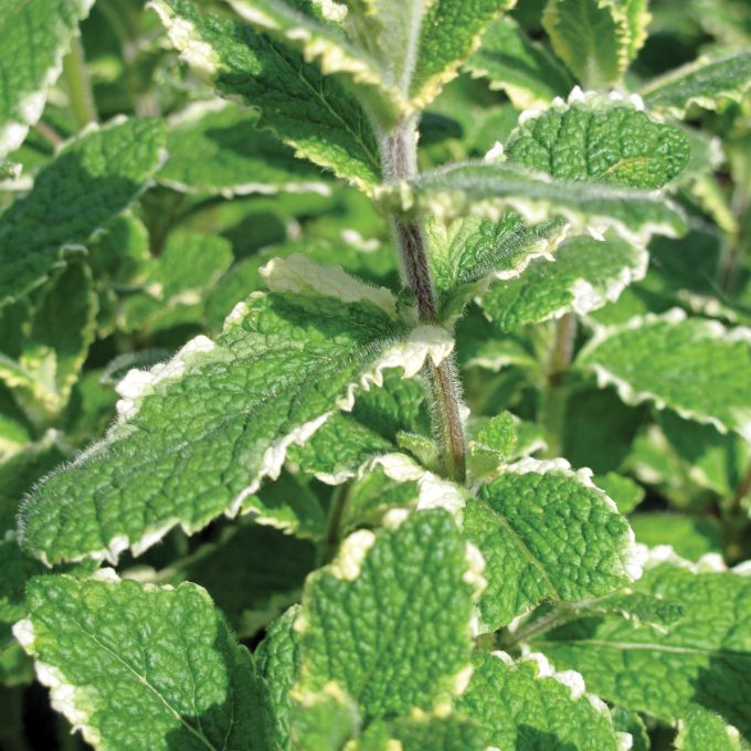 Menta suaveolens Variegata,  Apfelminze - Ananasminze