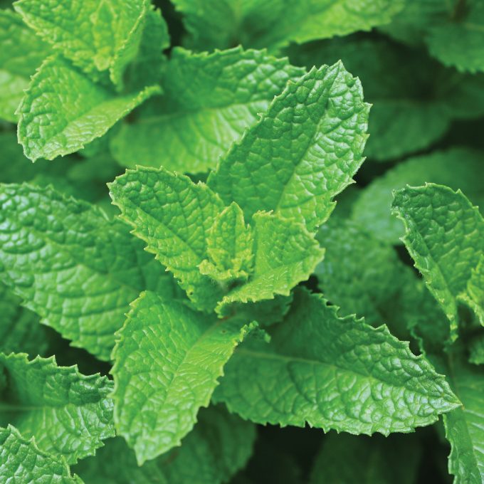 Mint Spearmint