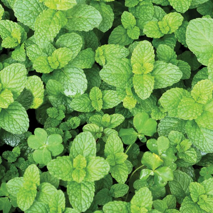 Spearmint - Labiatae - Mentha Spicata L