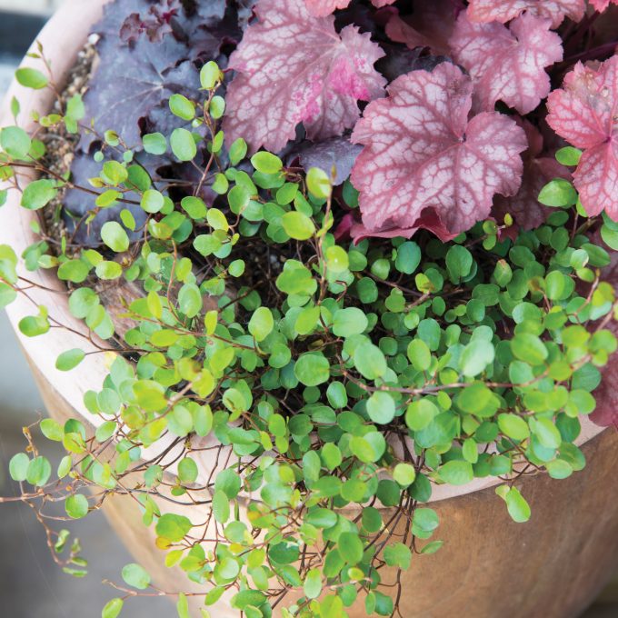 Red color Heuchera and Wire Vine (Muehlenbeckia axillaris)