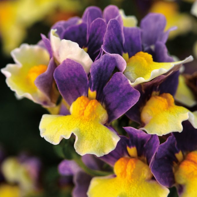 Nemesia Escential Blueberry Custard 2