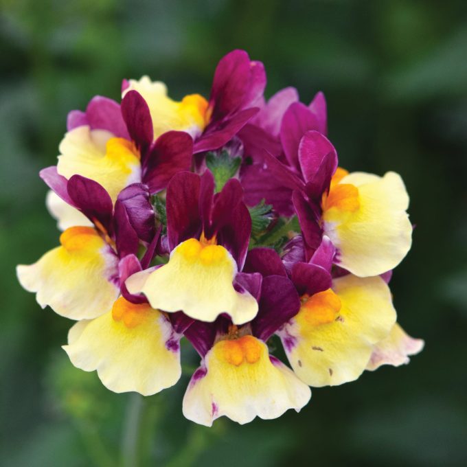 Nemesia Escential Raspberry Lemonade