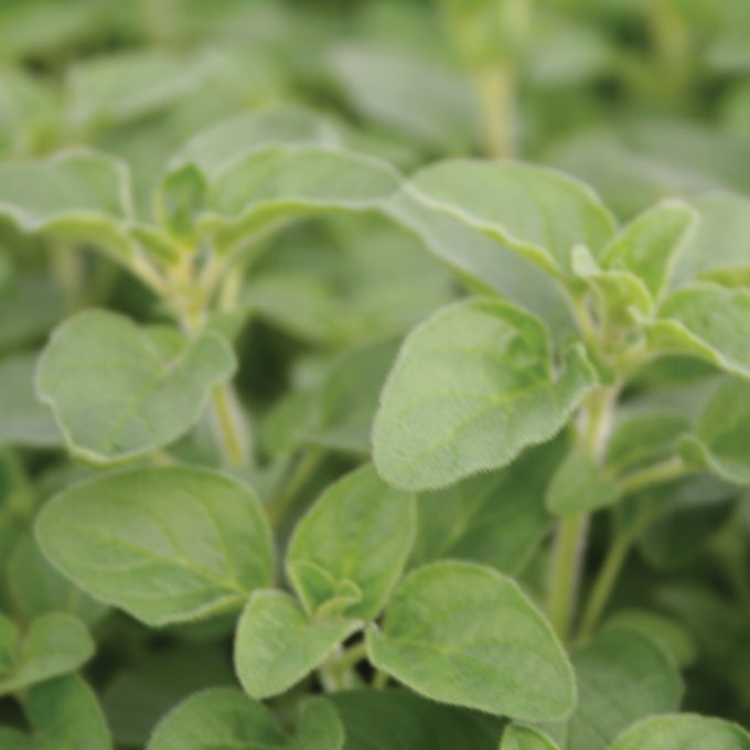 Oregano Greek