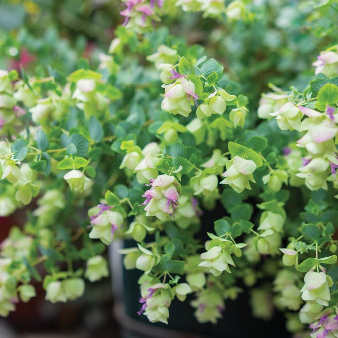 Origanum Kent Beauty, Ornamental Oregano, Winter Sweet