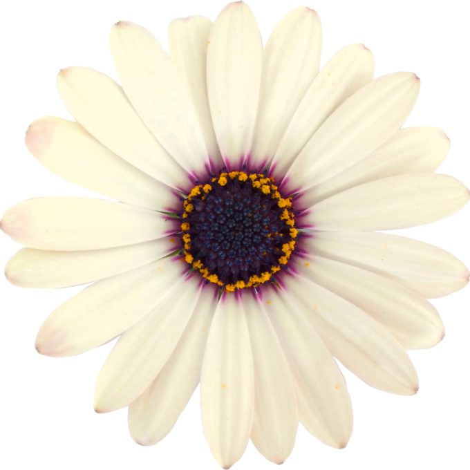 Osteospermum Gelato Almond Improved