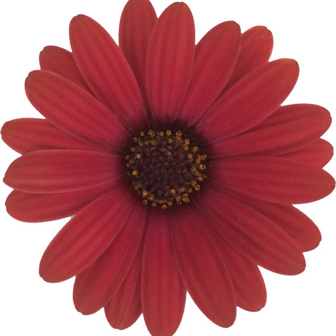 Osteospermum Gelato Cranberry