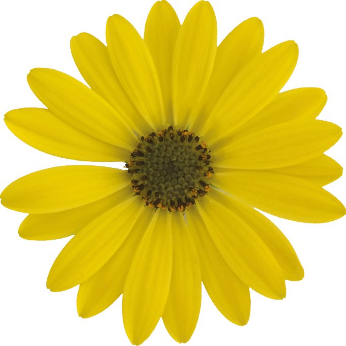 Osteospermum Gelato Pineapple