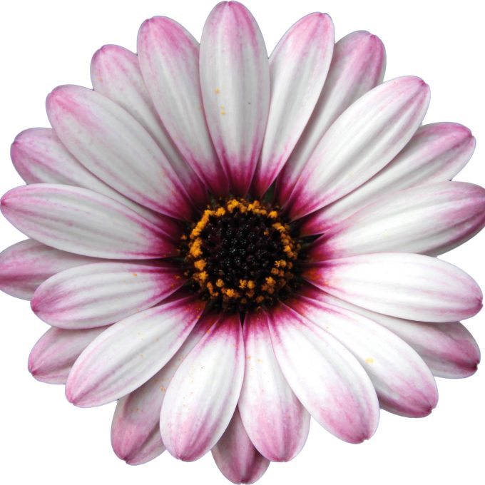 Osteospermum Gelato Pink Surprise