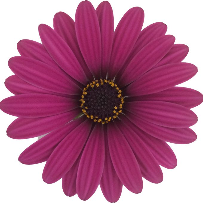 Osteospermum Gelato Prune