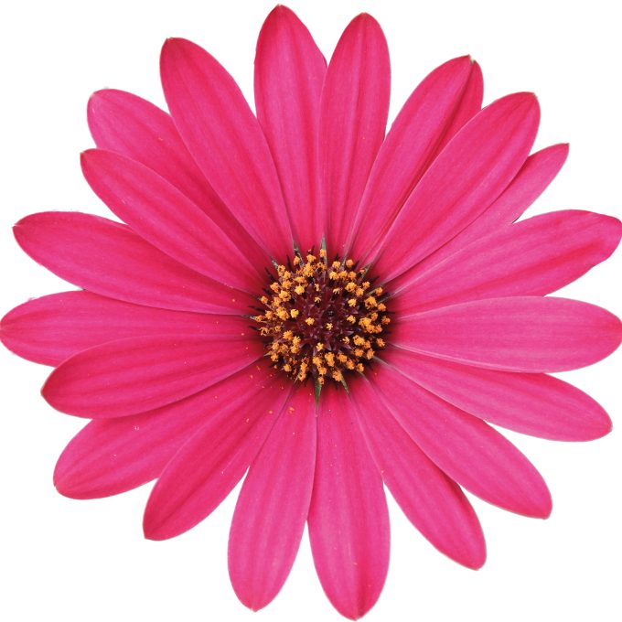 Osteospermum Gelato Raspberry