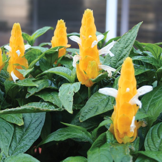 Pachystachys Golden Shrimp Plant