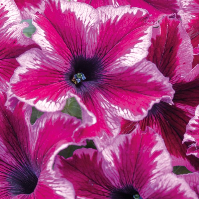 Petunia Crazytunia Cosmic Pink