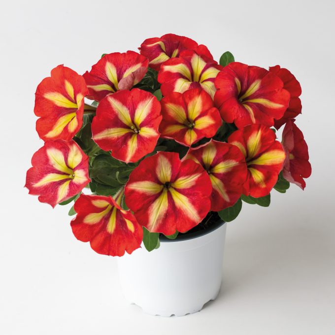 Petunia Crazytunia Frisky Orange