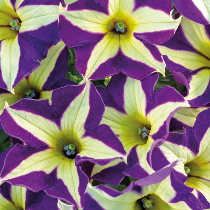 Petunia Crazytunia Frisky Violet