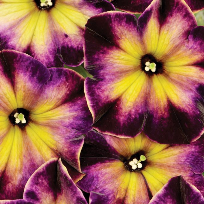 Petunia Crazytunia Moonstruck