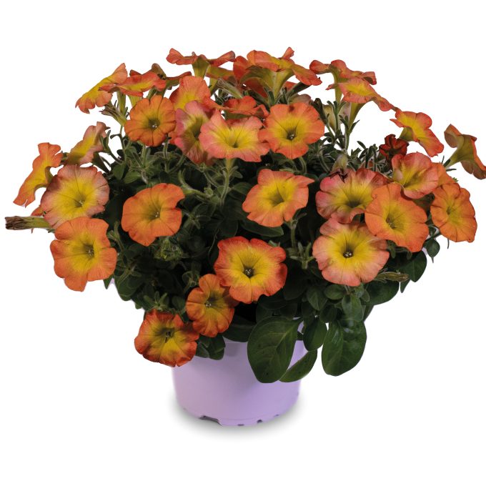 Petunia Flower Shower Golden Harvest