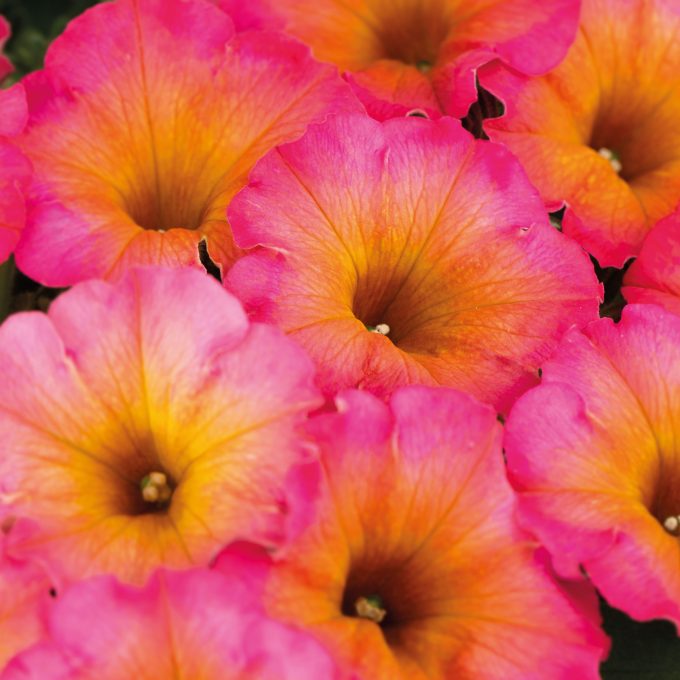 Petunia Flower Shower Mayan Sunset