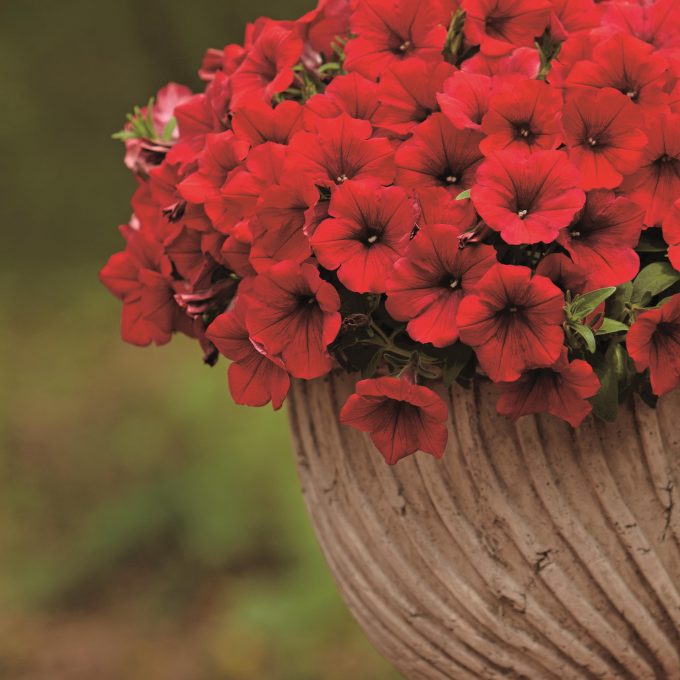 Petunia Surfinia Deep Red