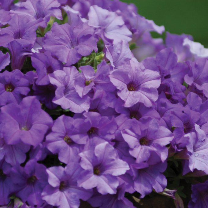 Petunia Surfinia Heavenly Blue