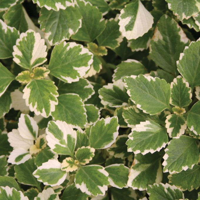 Plectranthus Coleoides Variegated Candlevine