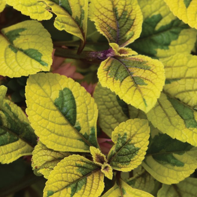 Plectranthus Guacamole