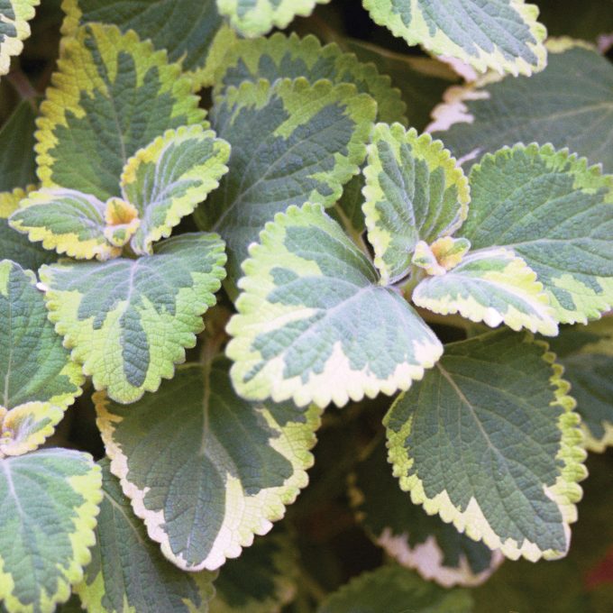 Plectranthus Lemon Twist