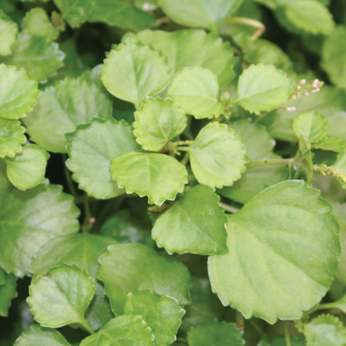 Plectranthus Swedish Ivy Greeen