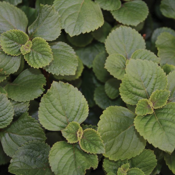 Plectranthus Swedish Ivy Purple