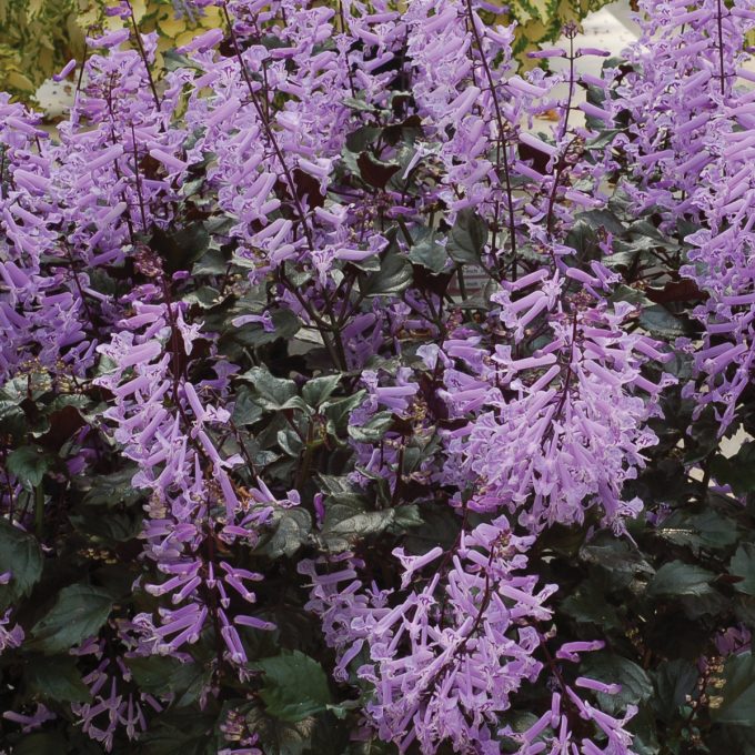 Plectranthus Velvet Elvis