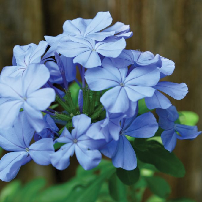 Plumbago in Dusk Light