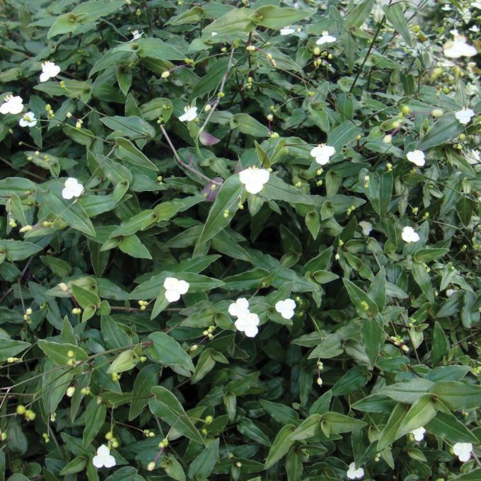 Tradescantia Bridal Veil