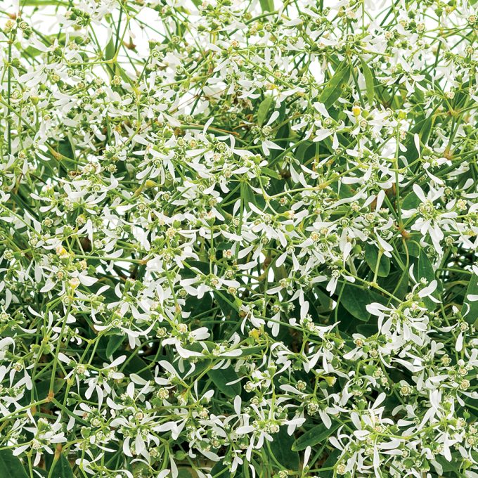 Euphorbia-Starblast-White-001