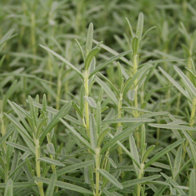 Herb - Rosemary off. taurnetius