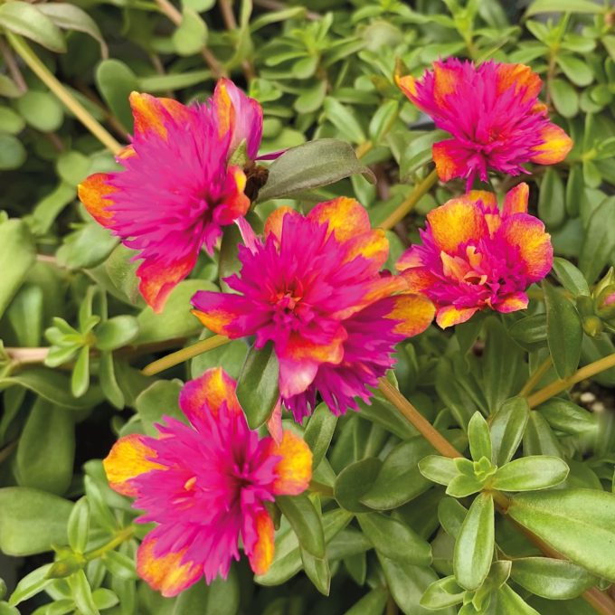 Portulaca Colorblast Double Dragonfruit