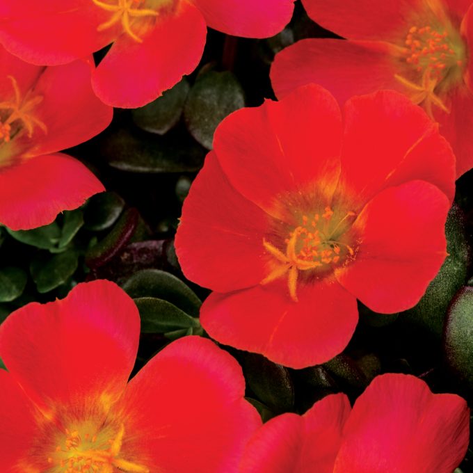 Portulaca Colorblast Grenadine Improved