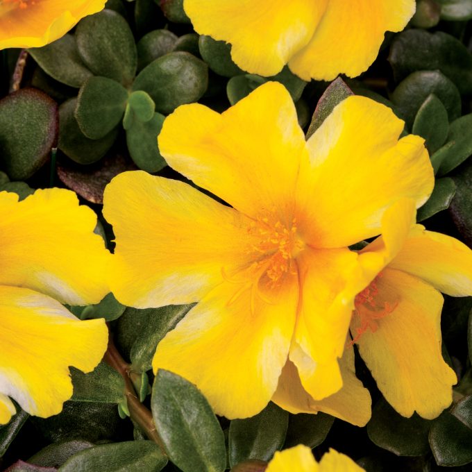 Portulaca Colorblast Lemon Twist Improved