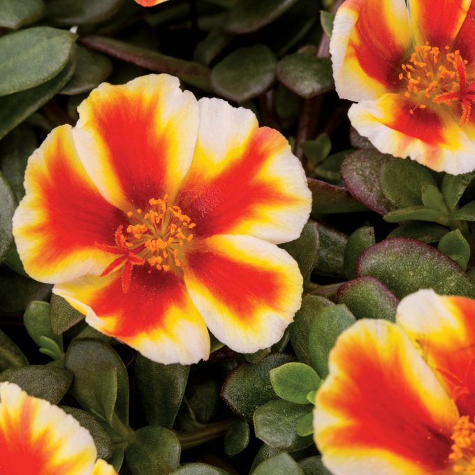 Portulaca Colorblast Mango Mojito Improved