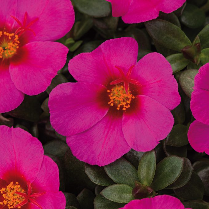 Portulaca Colorblast Plumberry Improved