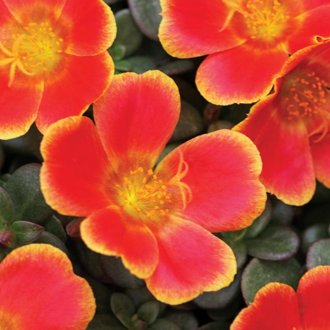 Portulaca Colorblast Rum Punch