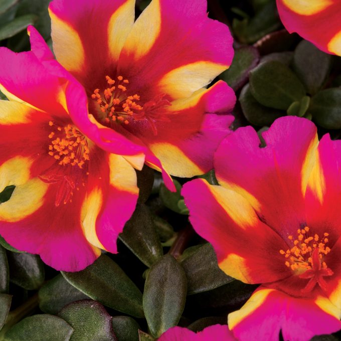 Portulaca Colorblast Watermelon Punch Improved