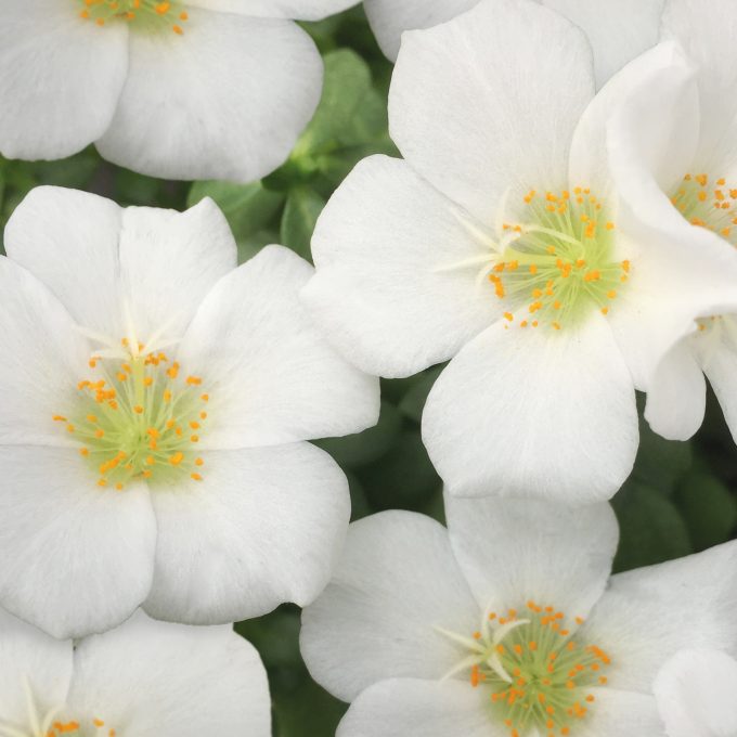 Portulaca Colorblast White