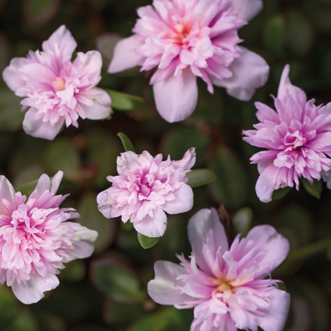 Portulaca Duna Colorblast Double Pink